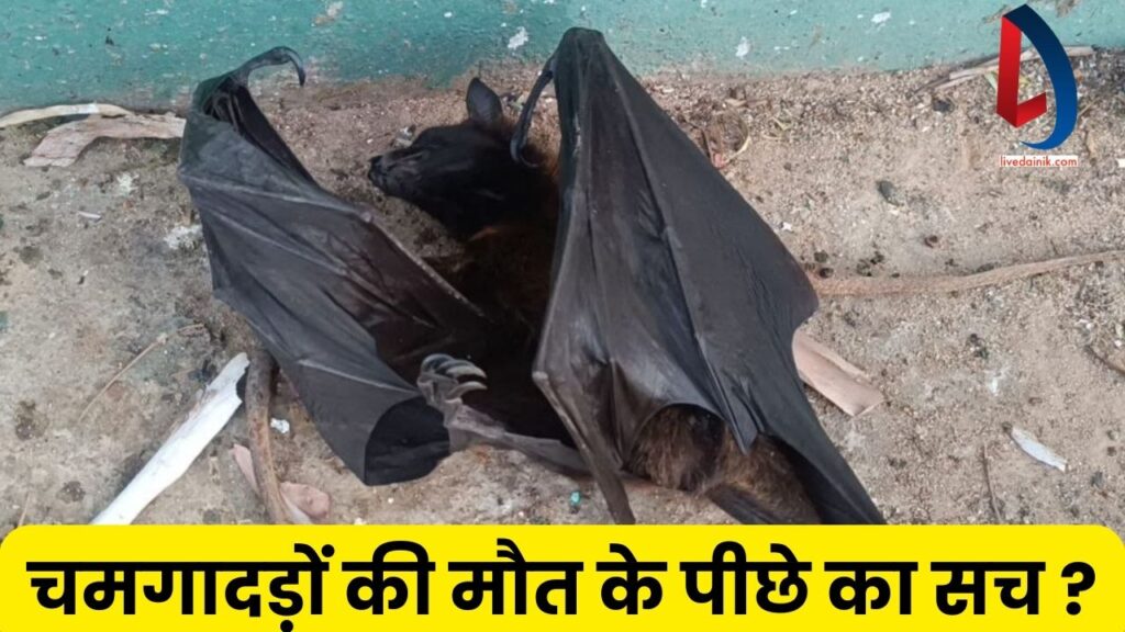 चमगादड़ (Bat)