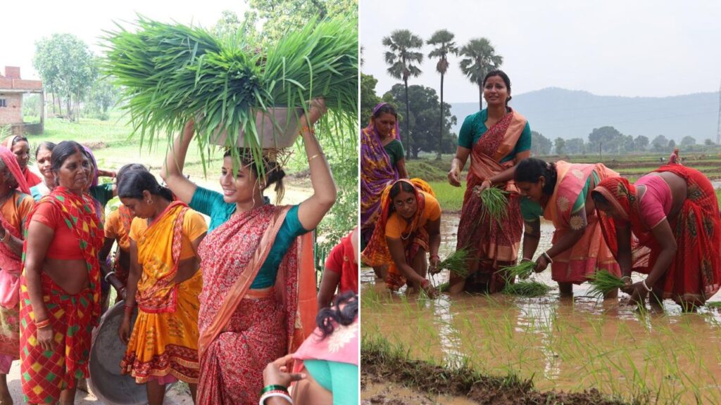 विधायक अंबा प्रसाद महिलाओं के साथ खेत में उतरी, करने लगी धान रोपाई