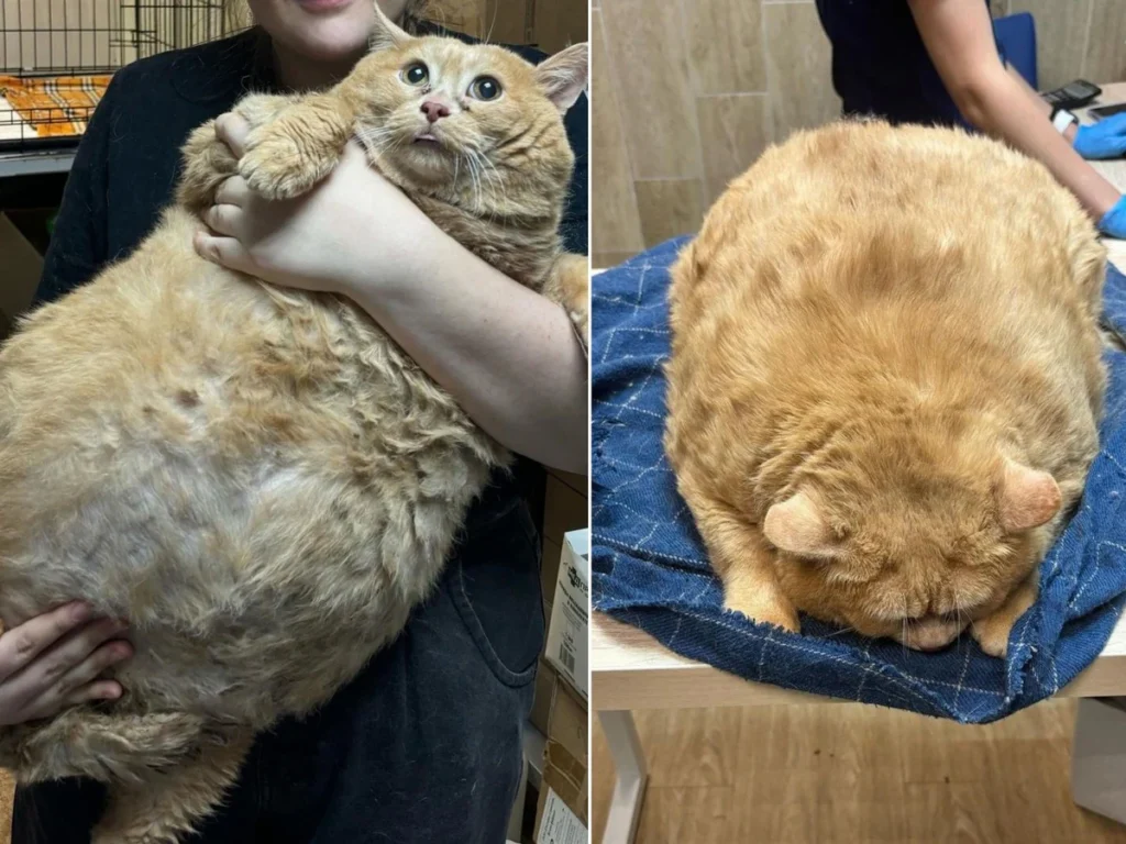 fatty_cat