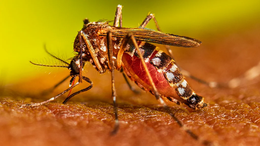 dengue