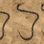 गुमला में सांप ने एक ही परिवार के तीन लोगों को काटा, तीनों की मौत, मरने से पहले तीनों ने मिलकर सांप को मार डाला