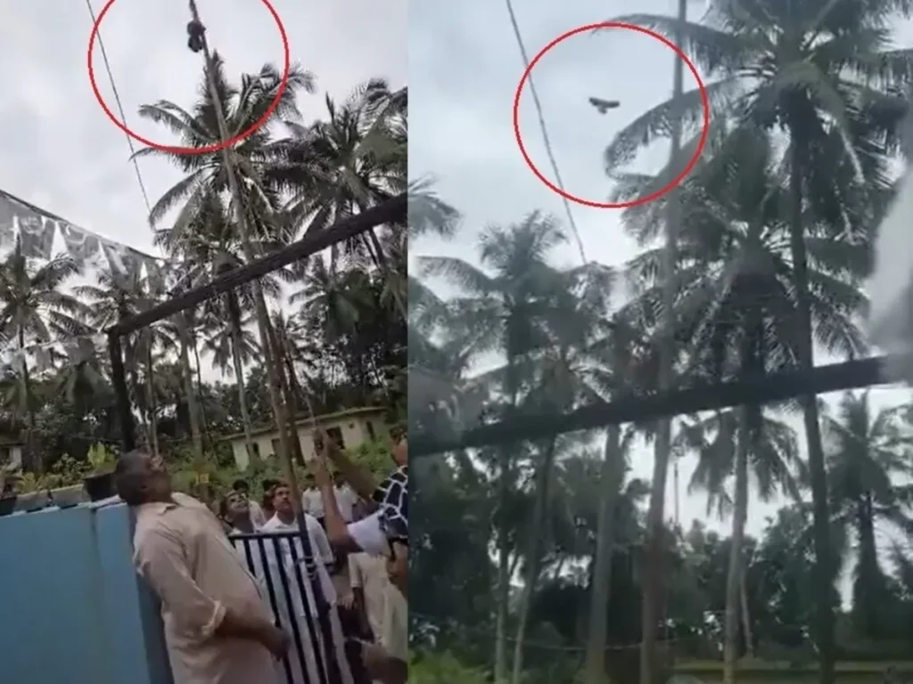Bird_Unfurls_Flag_Viral_Video