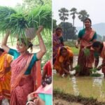 विधायक अंबा प्रसाद महिलाओं के साथ खेत में उतरी, करने लगी धान रोपाई