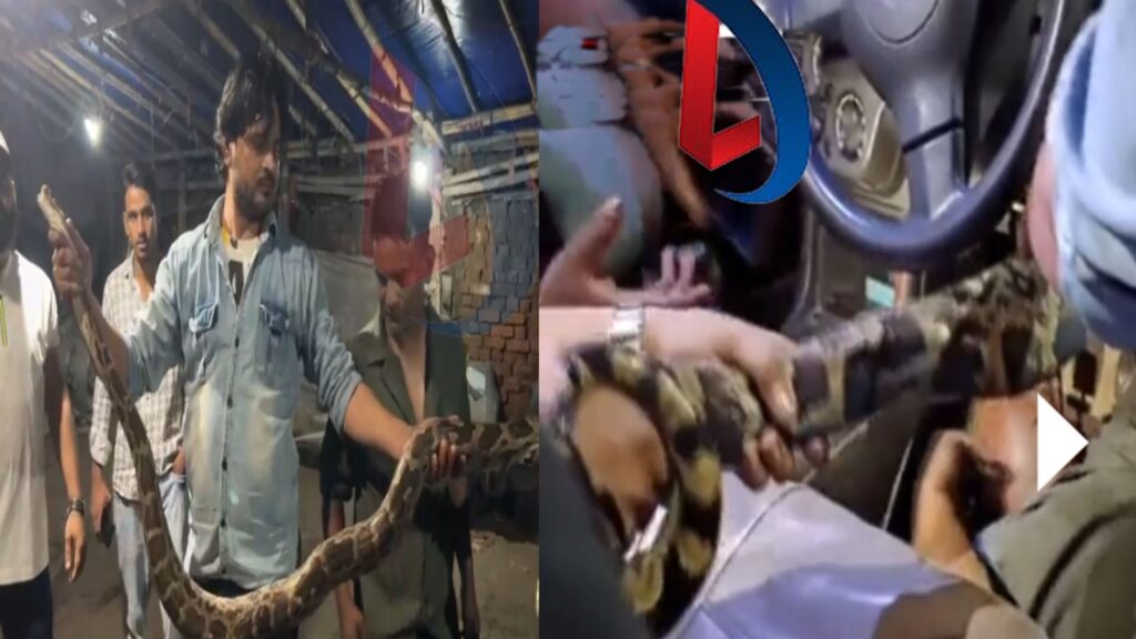 अजगर के साथ कार में बैठकर घंटों किया सफर, ड्राइविंग सीट पर बैठे शख्स ने जब देखा सांप तो उड़ गए होश