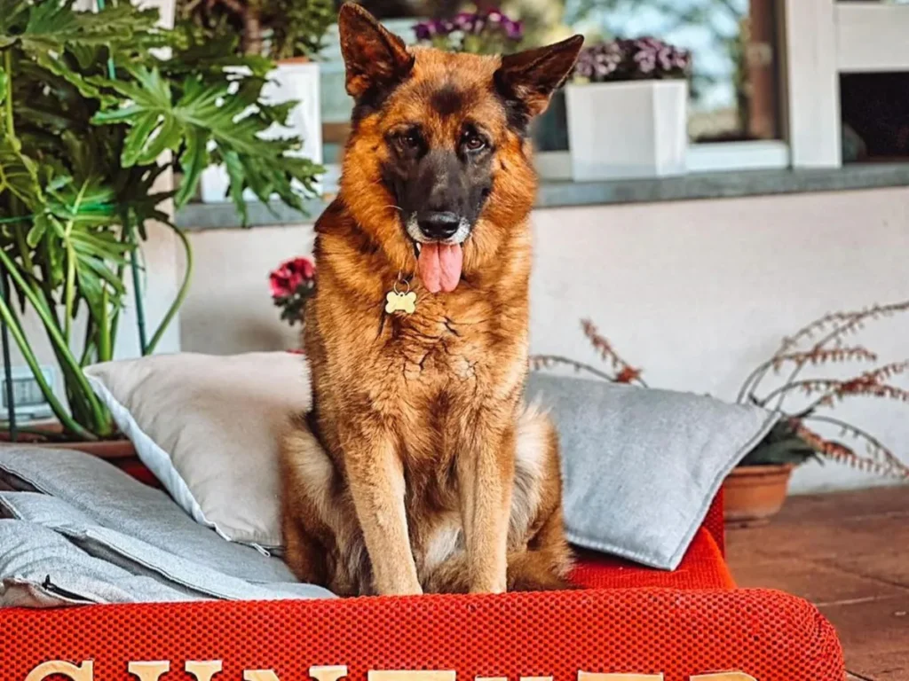 rich_dog