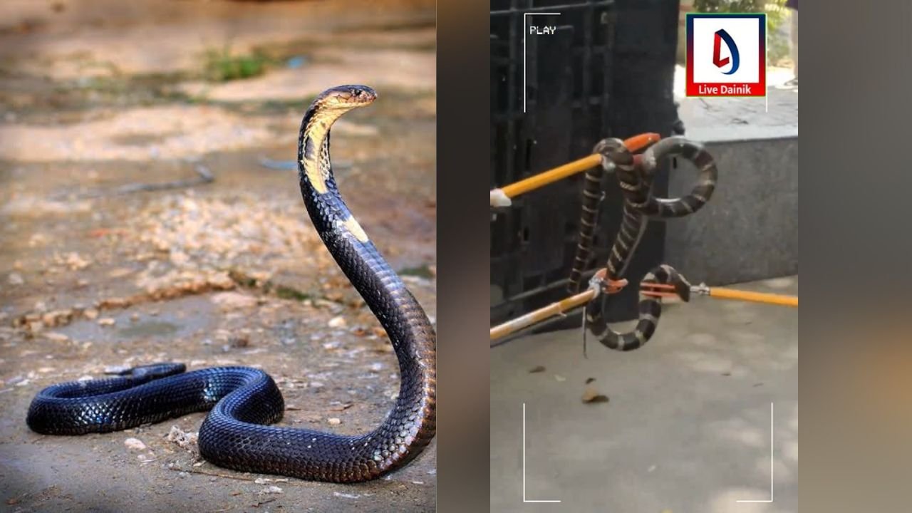 दिल्ली के बिहार भवन में कोबरा सांप मिलने से हड़कंप, पूरे भवन को कराया गया खाली 1 दिल्ली के बिहार भवन में कोबरा सांप मिलने से हड़कंप, पूरे भवन को कराया गया खाली