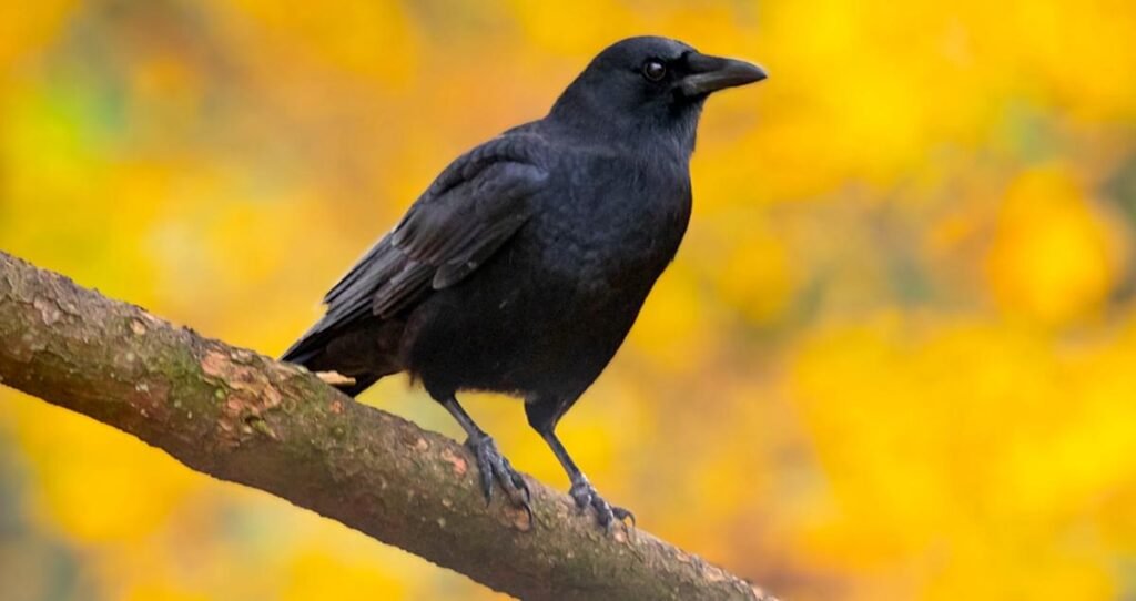 crow