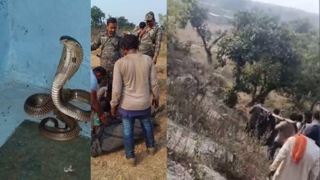 तीन बार महिला के पैर में लिपटने के बाद सांप ने डसा, 3 किलोमीटर कंधे पर ढोकर जवानों ने पहुंचाया अस्पताल