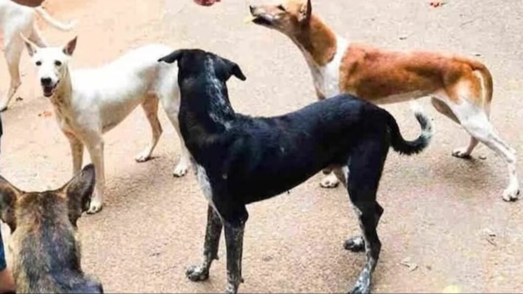 आवारा कुत्तों का आतंकः महाकुंभ से लौट रहे श्रद्धालुओं समेत 19 लोगों को काटा