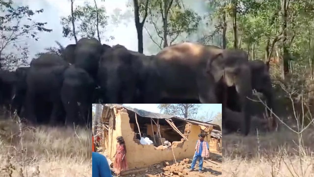Kodarma Elephant