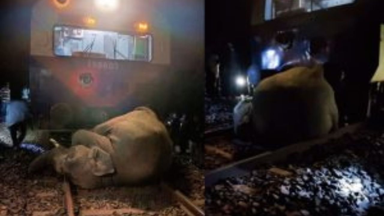 ट्रेन की चपेट में आने से हाथी की मौत, हटिया-टाटा रूट पर रेल सेवा प्रभावित