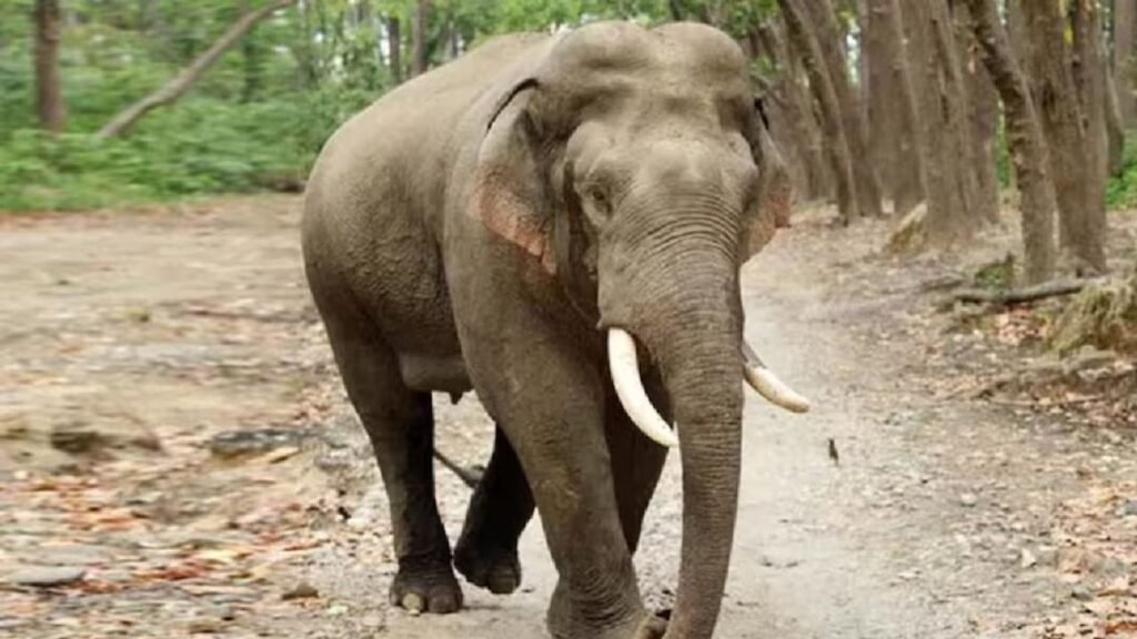 elephent