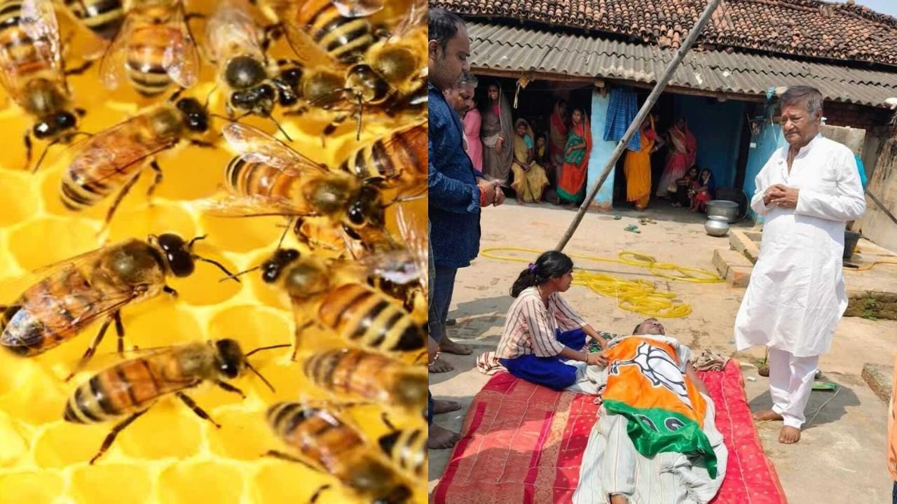 मधुमक्खियों के हमले से बीजेपी नेता की मौत, एक साथ पूरे झुंड ने कर दिया था अटैक