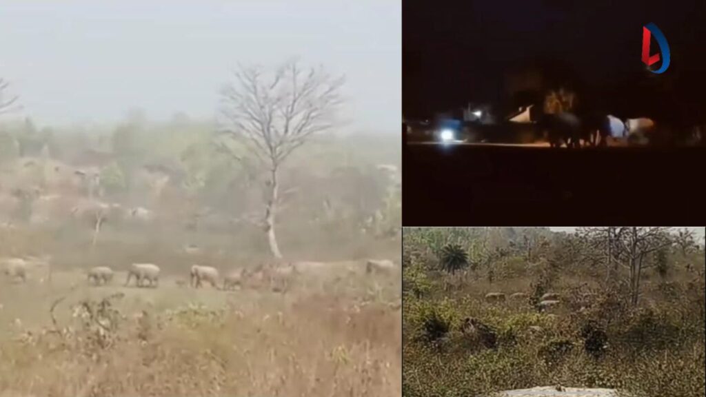 कोडरमा में हाथियों के झुंड का आतंक, 25 से 30 के ग्रुप में घूमकर घर और फसल को कर रहा है नुकसान, वन विभाग परेशान