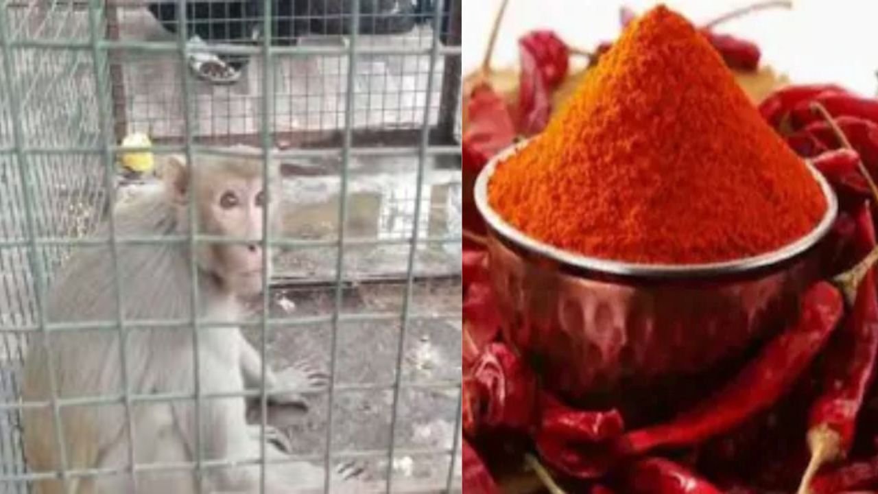 बंदर को रेस्क्यू कराने गई पुलिस टीम पर मिर्च पाउडर फेंका, मेन गेट पर लगा दिया करंट