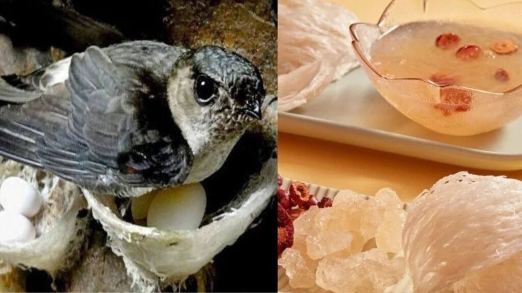 swiftlet nest soupe