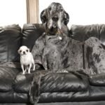 World's tallest and smallest dogs meet up