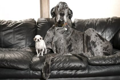 World's tallest and smallest dogs meet up
