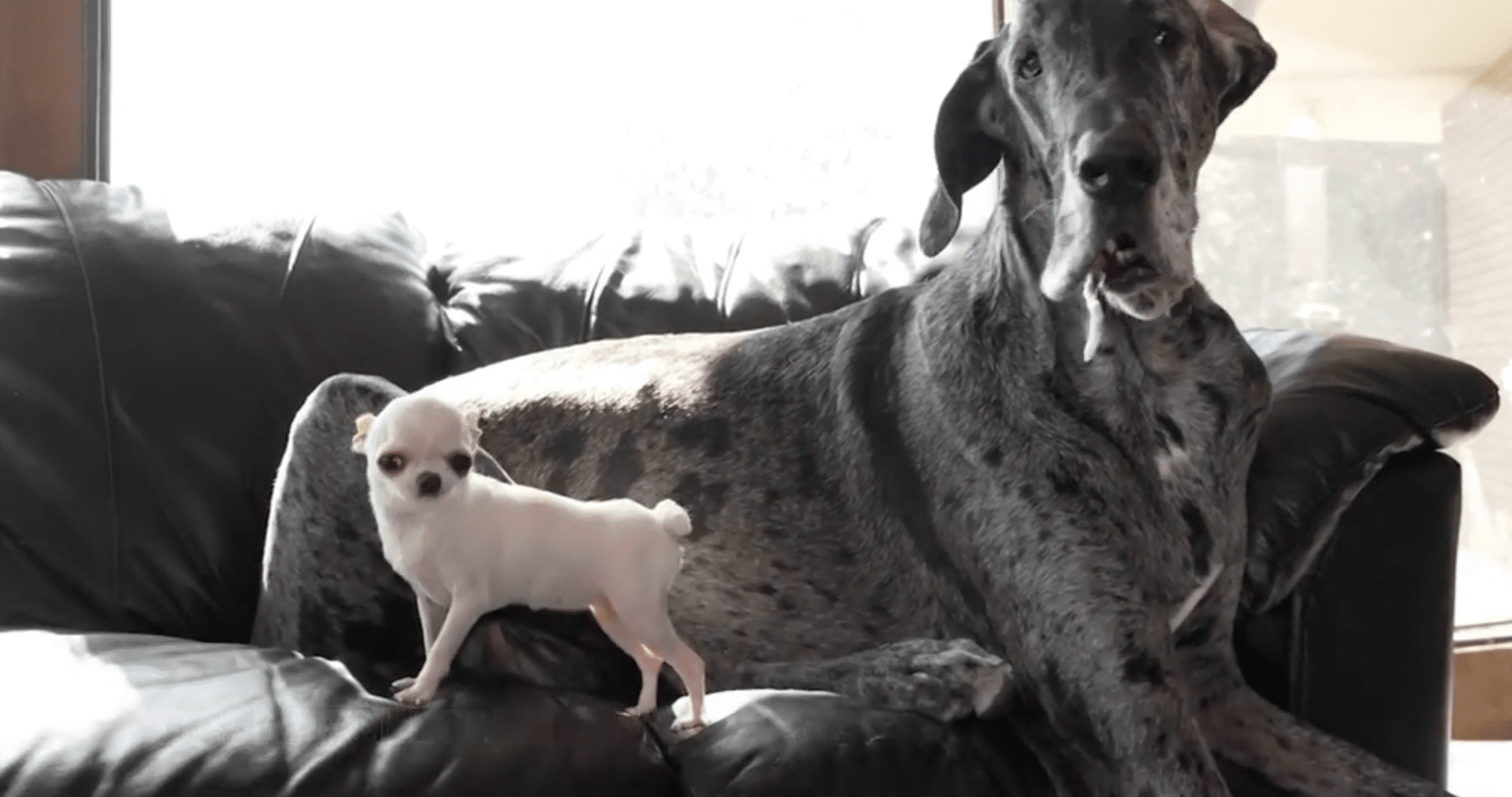 World's tallest and smallest dogs meet up