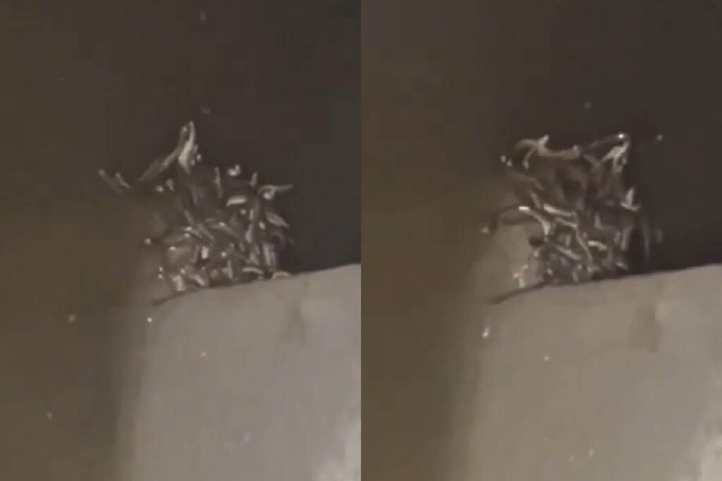 Snake-Viral-Video