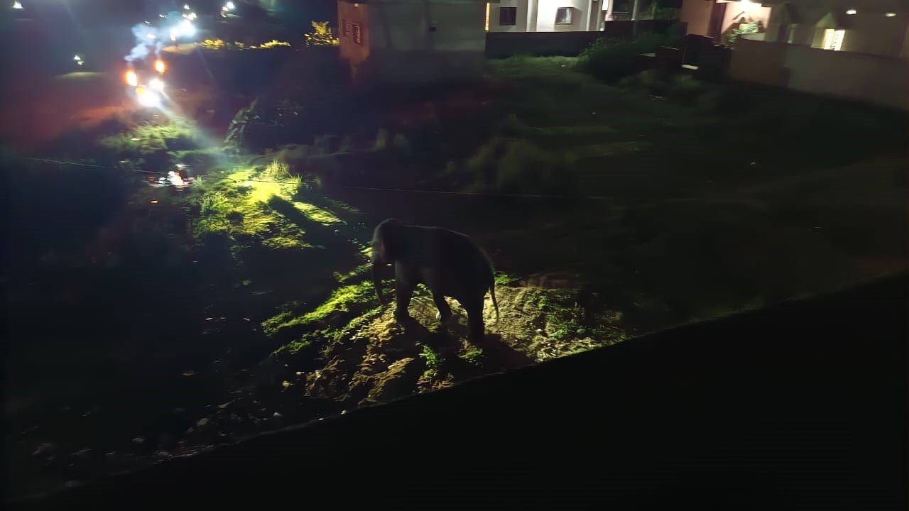 लोहरदगा में हाथी