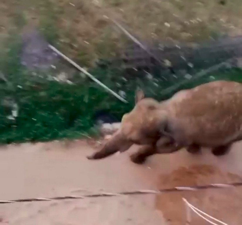 लोहरदगा में हाथी