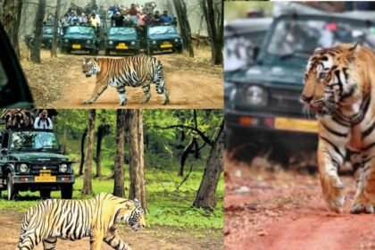 लातेहार में बनेगा झारखंड का पहला टाइगर सफारी पार्क, बाघ, चीतल, सांभर समेत कई प्रजातियों के होंगे दीदार