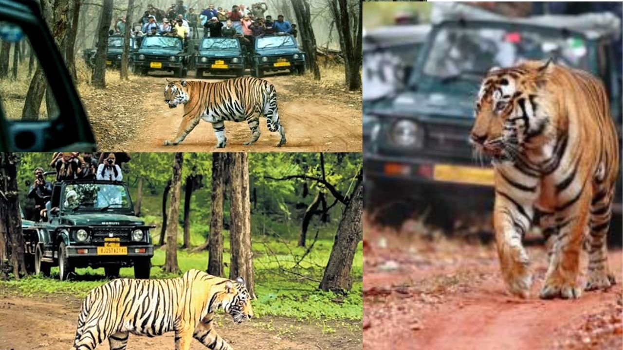 लातेहार में बनेगा झारखंड का पहला टाइगर सफारी पार्क, बाघ, चीतल, सांभर समेत कई प्रजातियों के होंगे दीदार