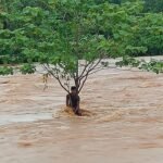 जमशेदपुर में बाढ़ के पानी में मुखिया के बेटे ने लगाई छलांग, तेज धार में तीन किलोमीटर तक बहता रहा, पेड़ पकड़कर बचाई जान