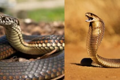 बिहार के गोपालगंज में जहरीले सांप खौफ, एक दिन में 13 लोगों को डंसा, दो महिलाओं की अब तक हुई मौत