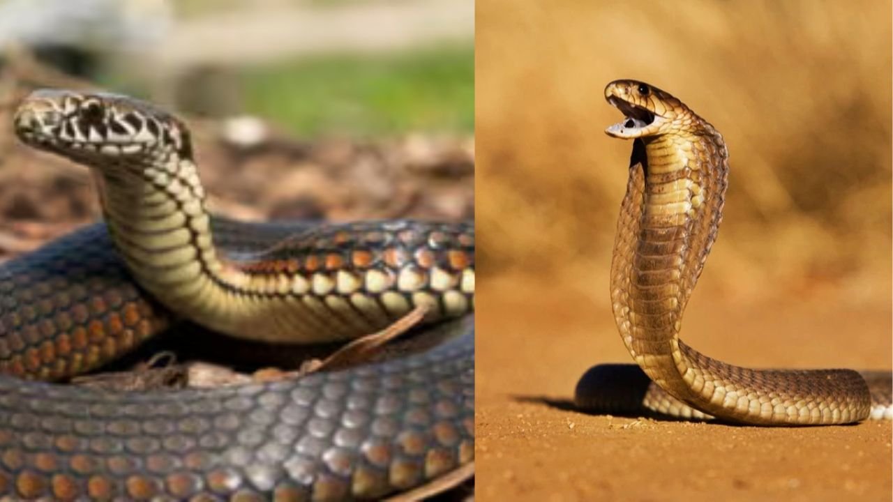 बिहार के गोपालगंज में जहरीले सांप खौफ, एक दिन में 13 लोगों को डंसा, दो महिलाओं की अब तक हुई मौत