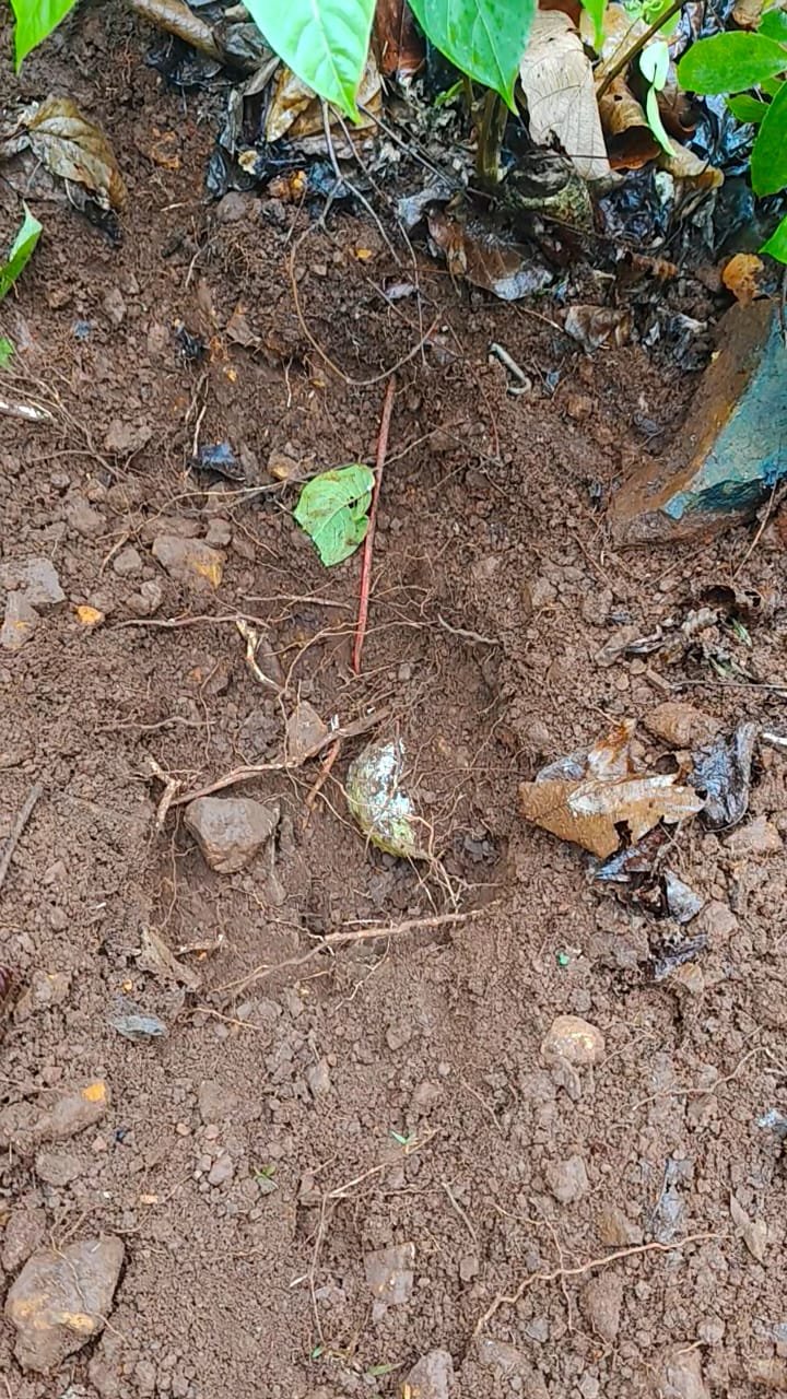 WhatsApp Image 2025 06 18 at 15.15.14 eb90e9d5