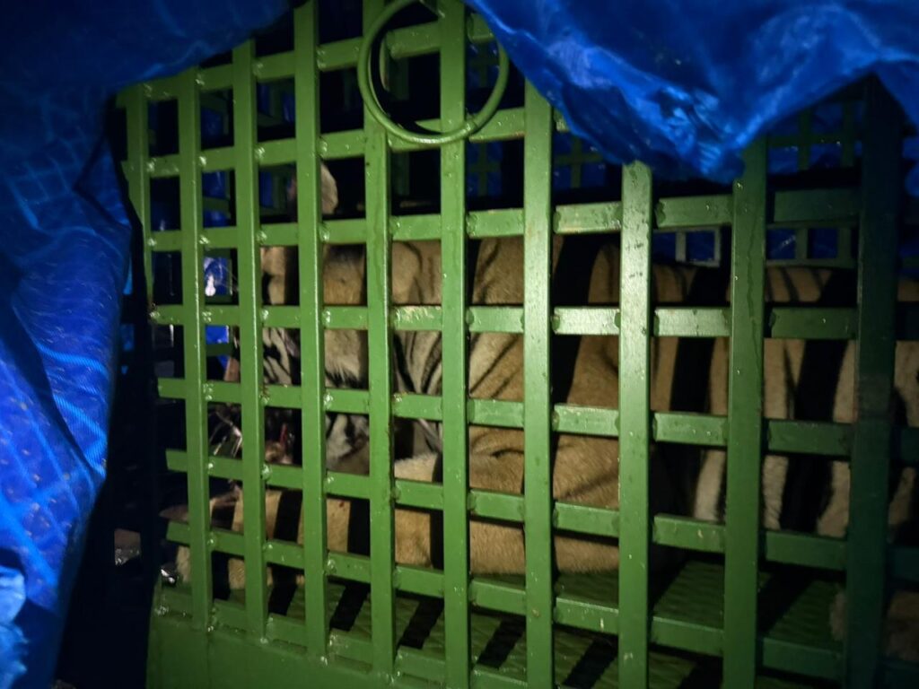 tiger in ranchi