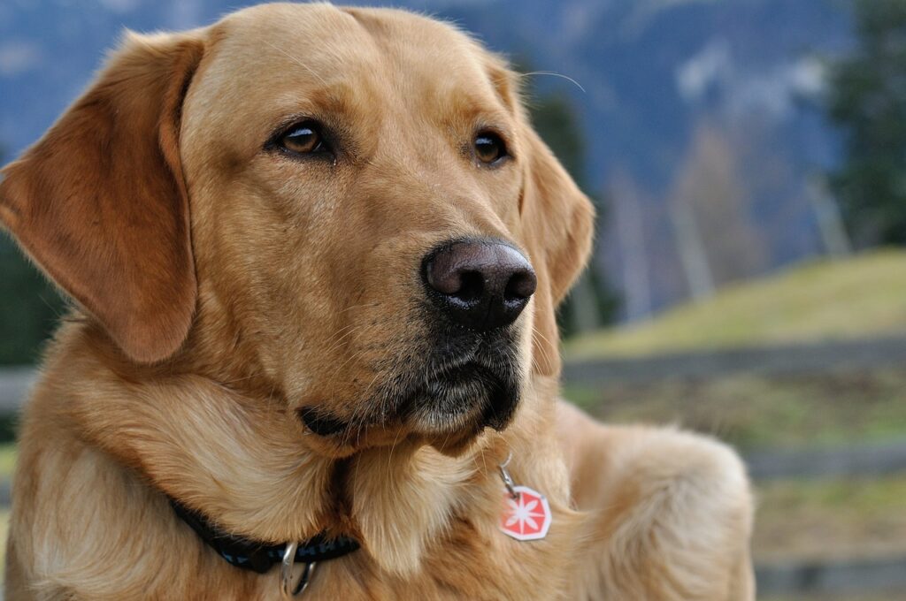 dog