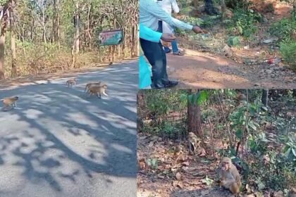 चिप्स और जंक फूड के लालच में जंगल नहीं लौट रहे है बंदर, पलामू-लातेहार के बीच सड़क किनारे जमा लिया हैं डेरा