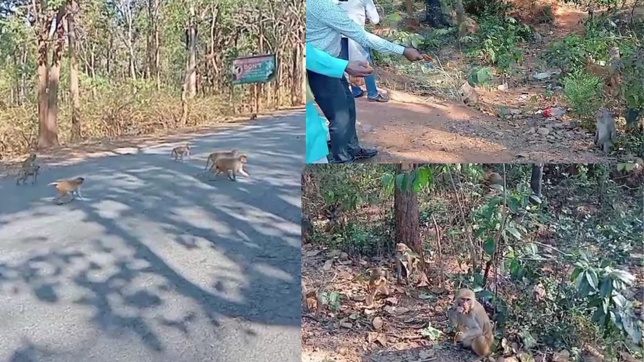 चिप्स और जंक फूड के लालच में जंगल नहीं लौट रहे है बंदर, पलामू-लातेहार के बीच सड़क किनारे जमा लिया हैं डेरा