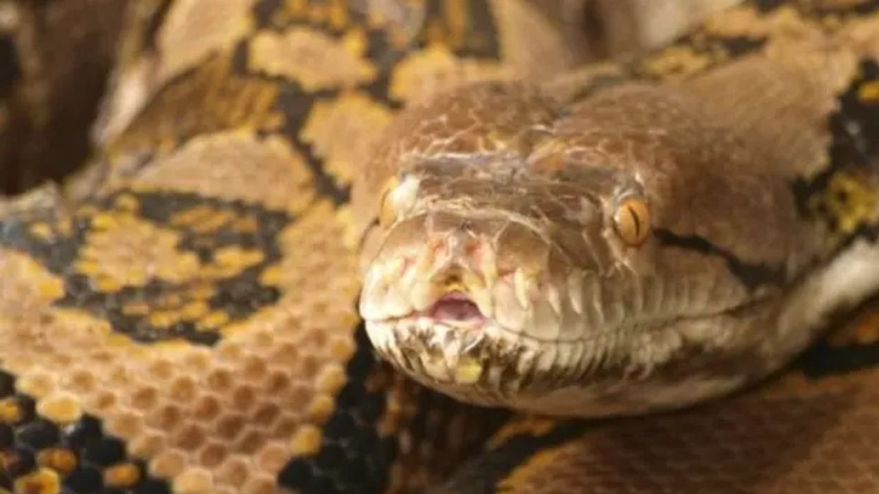 स्कॉर्पियों में महिला के बगल की सीट पर बैठा था सांप, परीक्षा देने जा रहे पति-पत्नी के उड़ गए होश