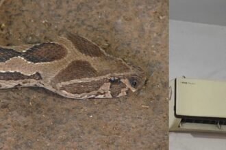 नगर निगम कार्यालय में घुसा सांप, AC में जाकर छुप गया, पकड़ने के लिए मोबाइल पर बजाया गया नागिन सॉन्ग