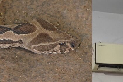 नगर निगम कार्यालय में घुसा सांप, AC में जाकर छुप गया, पकड़ने के लिए मोबाइल पर बजाया गया नागिन सॉन्ग