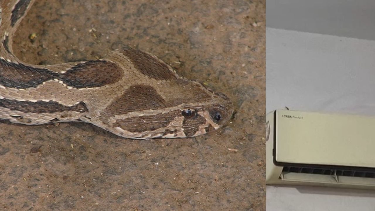 नगर निगम कार्यालय में घुसा सांप, AC में जाकर छुप गया, पकड़ने के लिए मोबाइल पर बजाया गया नागिन सॉन्ग