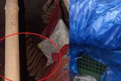 tiger in ranchi silli