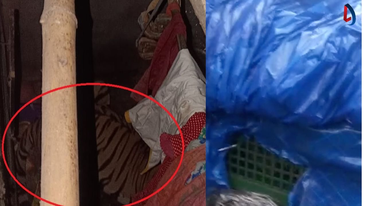 tiger in ranchi silli