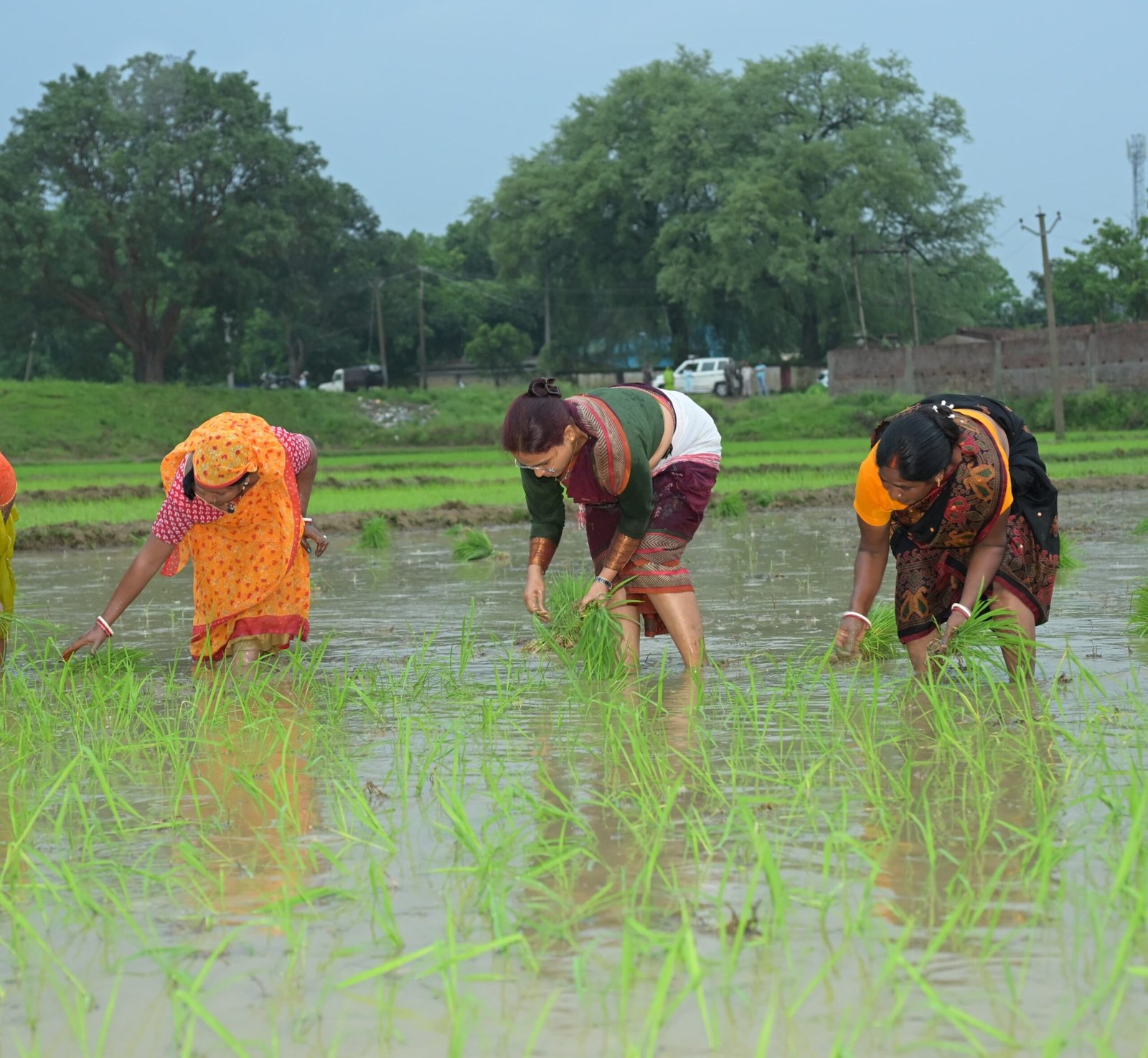 कृषि मंत्री झमाझम बारिश के बीच पहुंची खेत में, महिलाओं के साथ की धान रोपनी 11 10 1 scaled