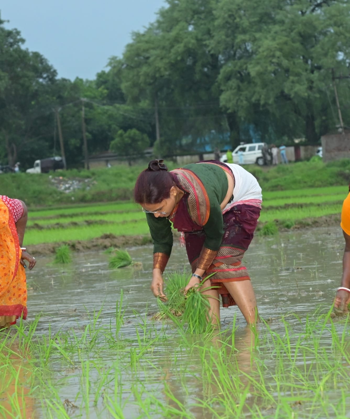 कृषि मंत्री झमाझम बारिश के बीच पहुंची खेत में, महिलाओं के साथ की धान रोपनी 12 12 3