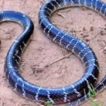 नाग-नागिन के साथ रात भर सोती रही बच्ची, गर्दन में लिपटा देख उड़ गए मां-बाप के होश