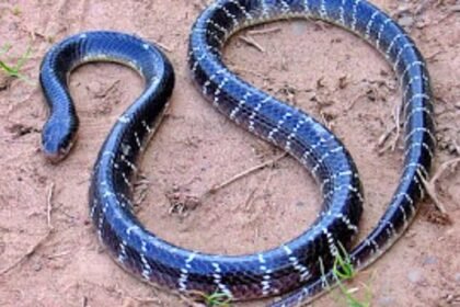 नाग-नागिन के साथ रात भर सोती रही बच्ची, गर्दन में लिपटा देख उड़ गए मां-बाप के होश