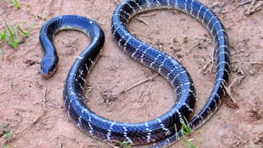 नाग-नागिन के साथ रात भर सोती रही बच्ची, गर्दन में लिपटा देख उड़ गए मां-बाप के होश