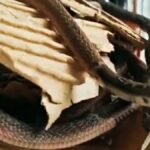 सांप के 42 बच्चे घर में देखकर लोगों के उड़ गए होश, आंगन के पुआल के नीचे बना रखा था ठिकाना