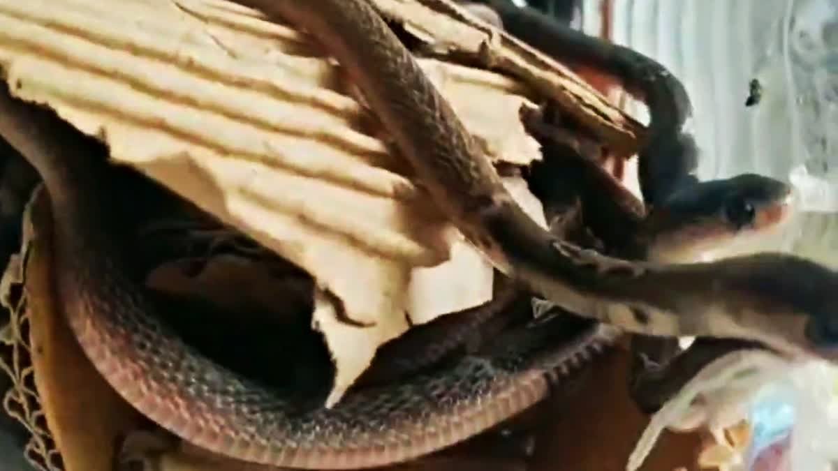 सांप के 42 बच्चे घर में देखकर लोगों के उड़ गए होश, आंगन के पुआल के नीचे बना रखा था ठिकाना