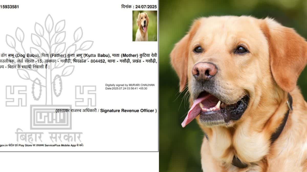 पटना में 'डॉग बाबू' का निवास प्रमाण पत्र बनाने के मामले में डीएम की कार्रवाई, एक निलंबित, दूसरा बर्खास्त